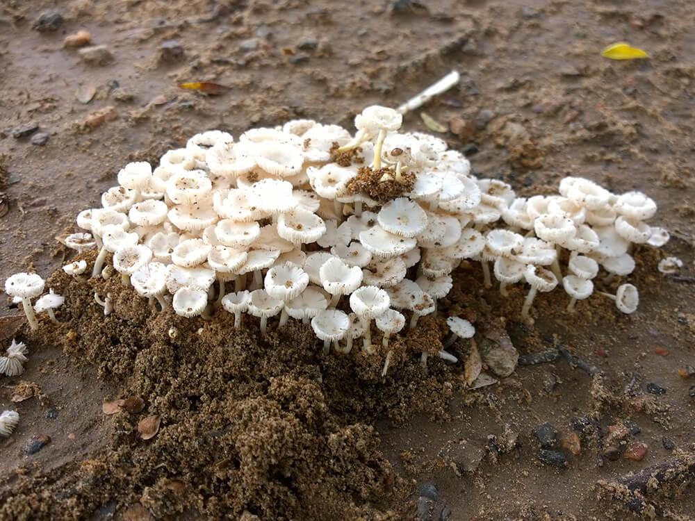 Termite Mushroom habitat